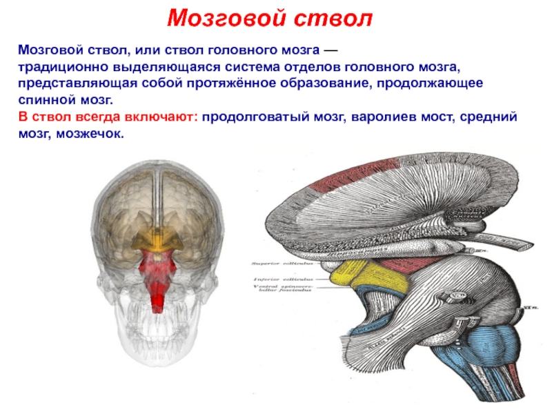 Ствол головного мозга фото