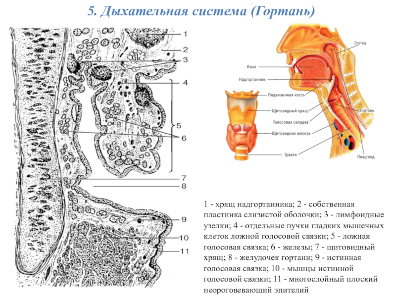 Эпителий надгортанника. Строение надгортанника ЕГЭ. Дыхательная система гортань. Надгортанник строение гистология.