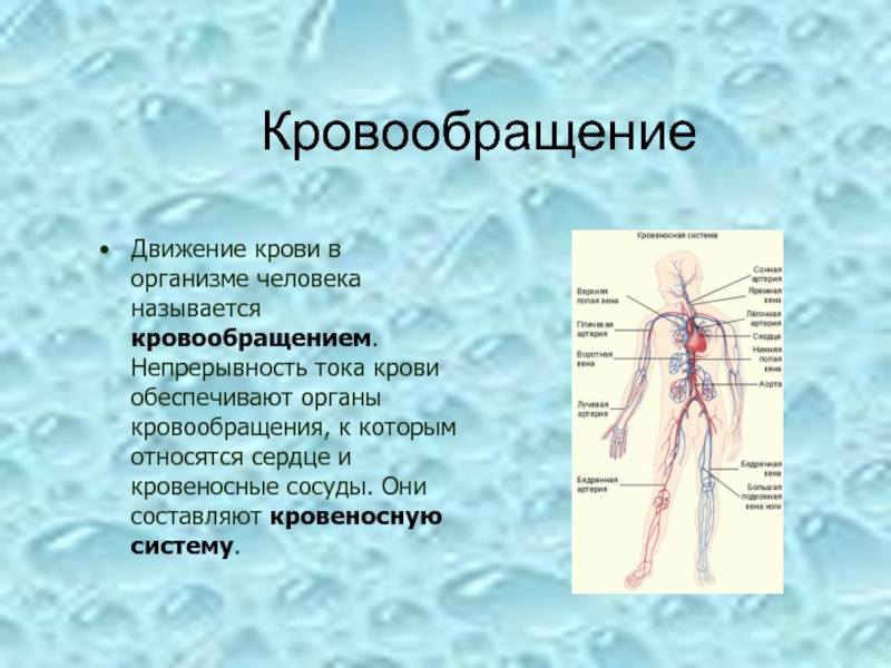 Человек проводящий