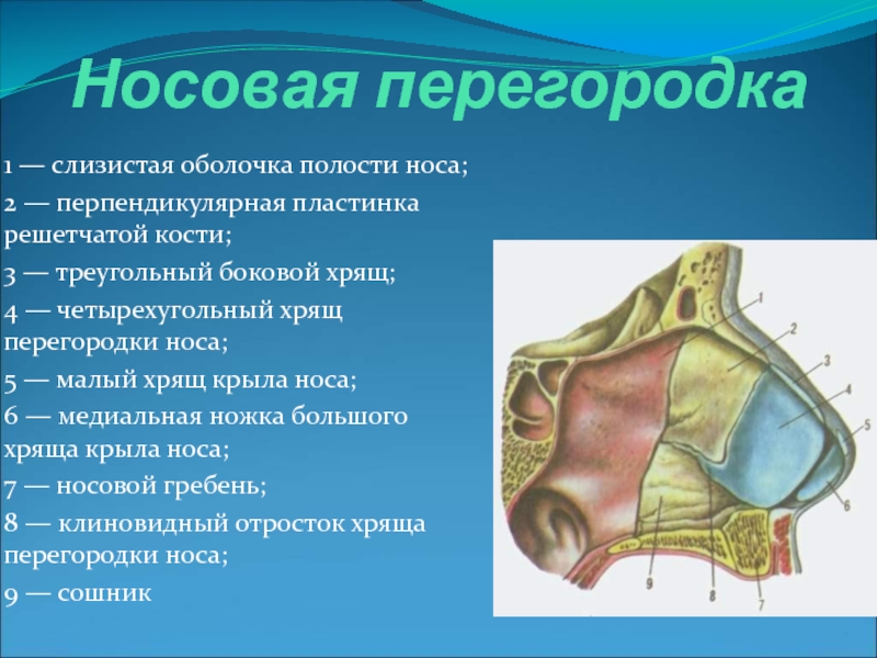 Решетчатая отдел. Полость носа анатомия строение кости. Костный отдел носовой перегородки состоит. Перегородка носовой полости анатомия. Анатомия носа костно-хрящевая перегородка носа.