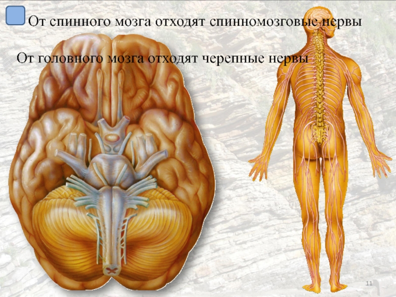 От спинного мозга отходит 31 пара. Нервная система человека. Черепные и спинномозговые нервы. Черепные и спинно-мозговые нервы. От спинного мозга отходят.