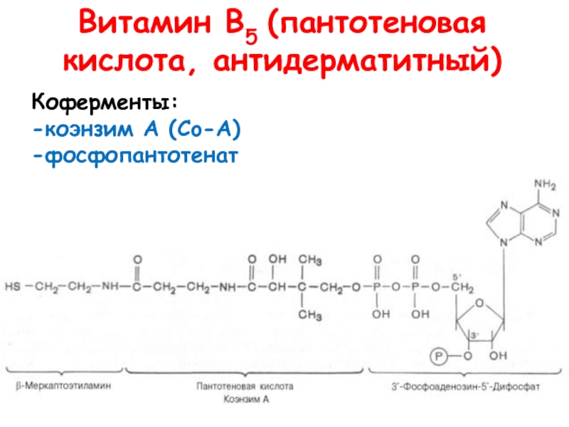Группа б активная форма. Кофермент витамина в5. Пантотеновая кислота-б5. Витамин в5 пантотеновая кислота структурная формула. Витамин в5 пантотеновая кислота формула.