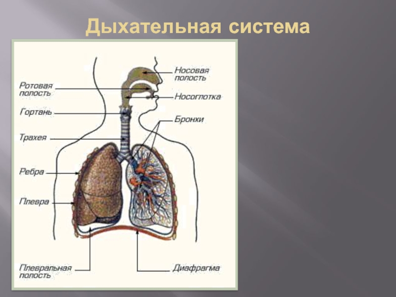 Технологическая карта урока окружающий мир 3 класс организм человека