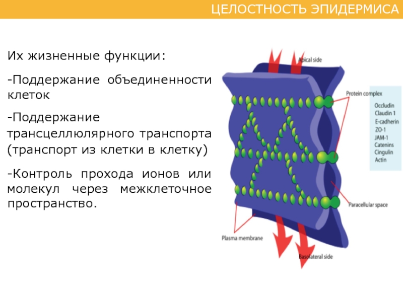 Жизненные функции клеток. Целостность клетки. Трансцеллюлярный транспорт. Трансцеллюлярный и парацеллюлярный транспорт. Общие принципы трансцеллюлярного транспорта.