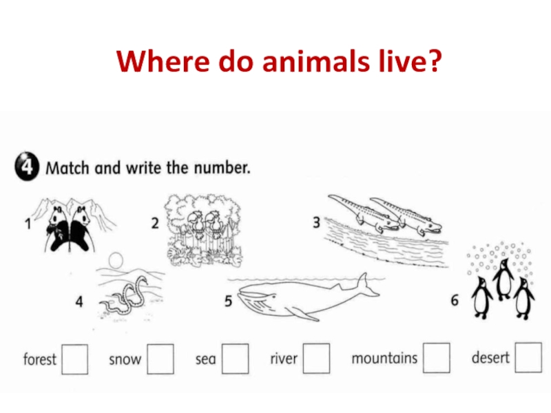 Where do animals live? 4 класс
