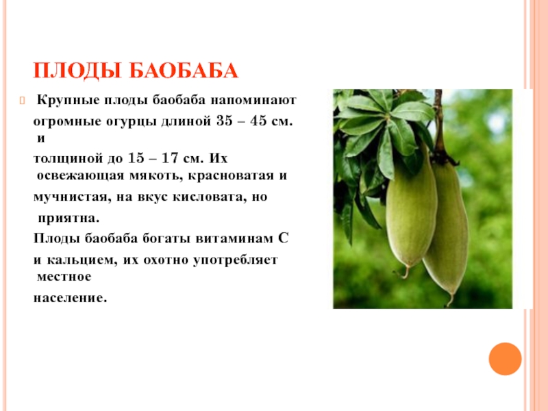 ПЛОДЫ БАОБАБАКрупные плоды баобаба напоминают  огромные огурцы длиной 35 – 45 см.   и