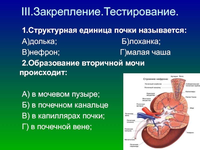 Схема почечной дольки