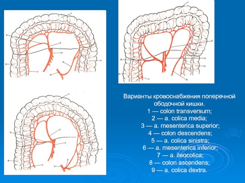 Кровоснабжение толстой кишки схема