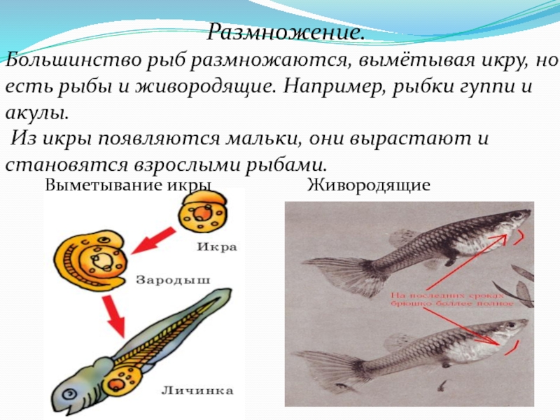 Размножение рыб картинка