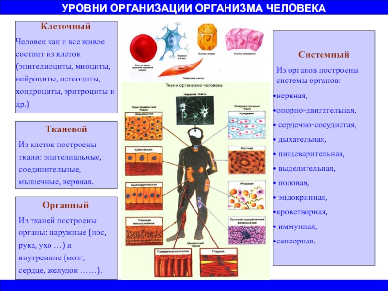 Отметь изображение на котором виден данный уровень организации система органов