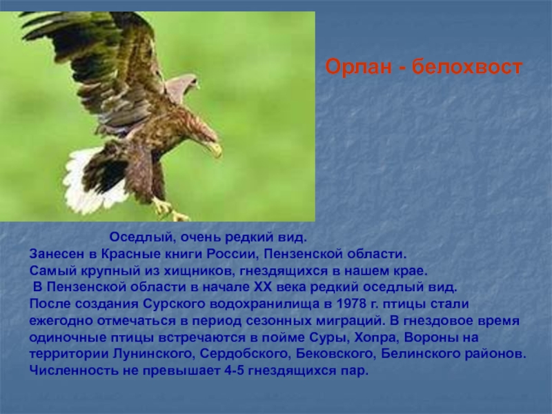 Птицы пензенского края фото с описанием