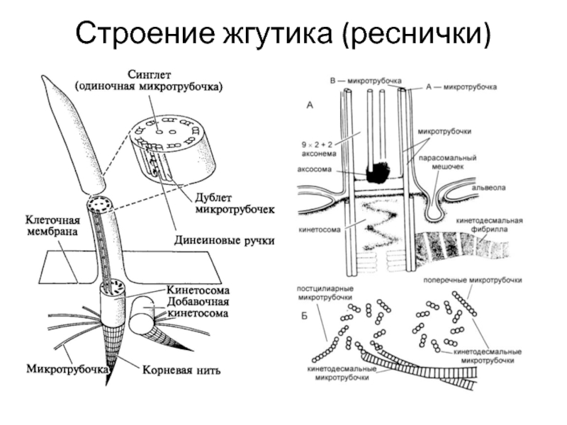 Реснички функции. Схема строения жгутика и реснички. Строение жгутика протист. Строение ресничек и жгутиков. Реснички биология строение.