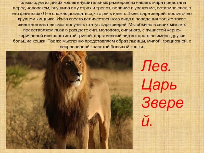 Проект лев царь зверей