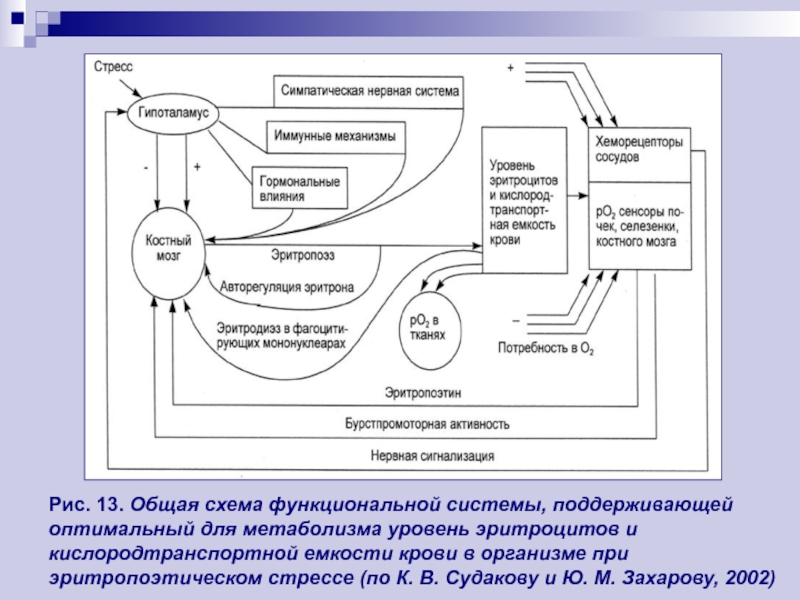 Схема функциональной системы поддерживающей оптимальный уровень глюкозы в крови