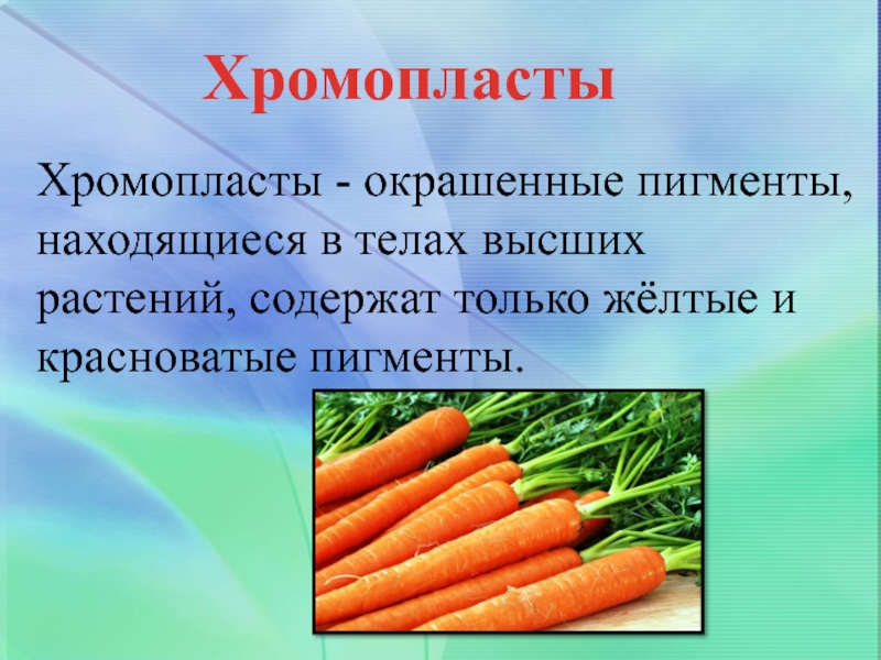 Хромопласты содержат пигмент. Каротиноиды в хромопластах. Хромопласты имеют пигменты. Каротиноиды содержатся в хромопластах.