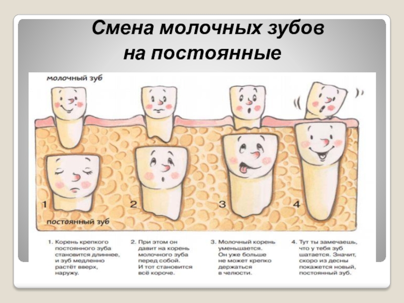 Вырастет ли молочный зуб. Схема смены молочных зубов у детей. Как должны выпадать молочные зубы у детей схема. Смена зубов у детей схема замены молочных. Когда выпадают мрлочныезубы.