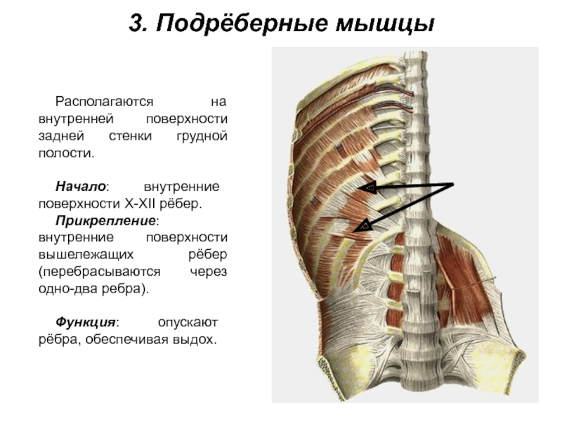 3. Подрёберные мышцы Располагаются на внутренней поверхности задней стенки грудной полости.Начало: внутренние поверхности X-XII рёбер.Прикрепление: внутренние поверхности