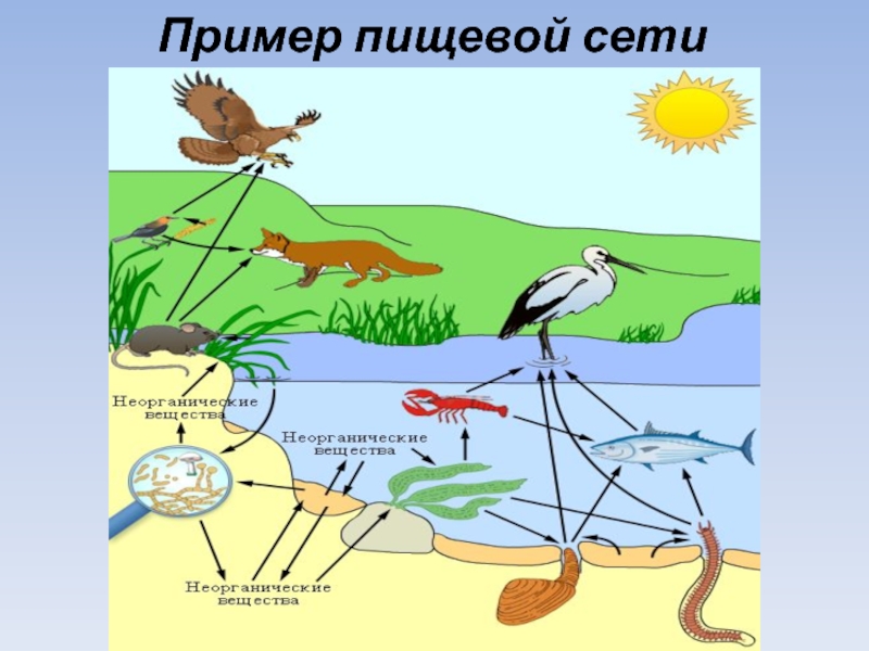 Рисунок пищевой сети