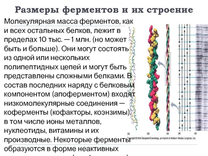 Ферменты 10 класс