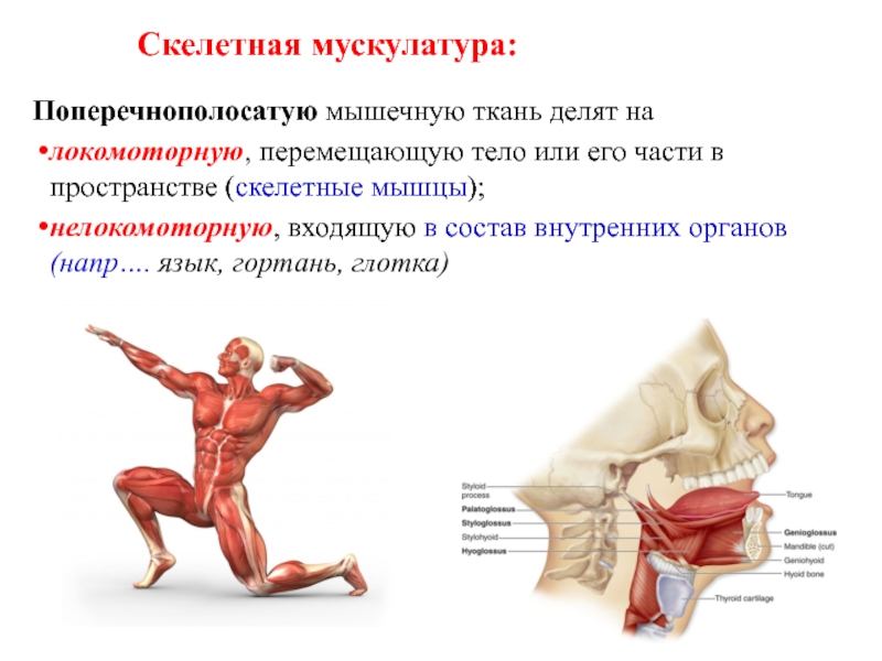 Работа скелетных мышц