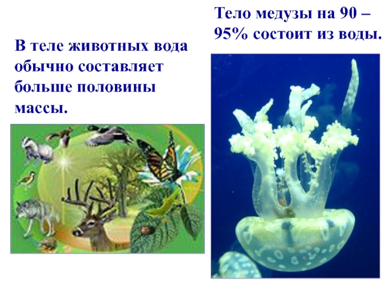 Тело медузы на 90 – 95% состоит из воды.В теле животных вода обычно составляет больше половины массы.