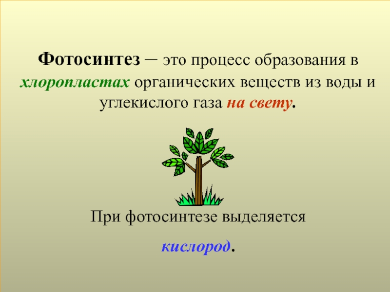 Презентация на тему фотосинтез 6 класс по биологии