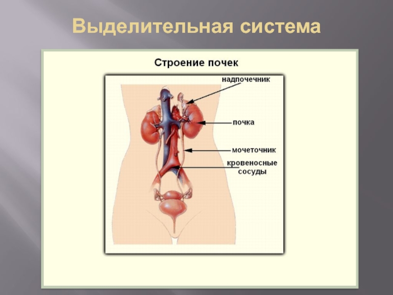 Органы входящие в выделительную систему человека