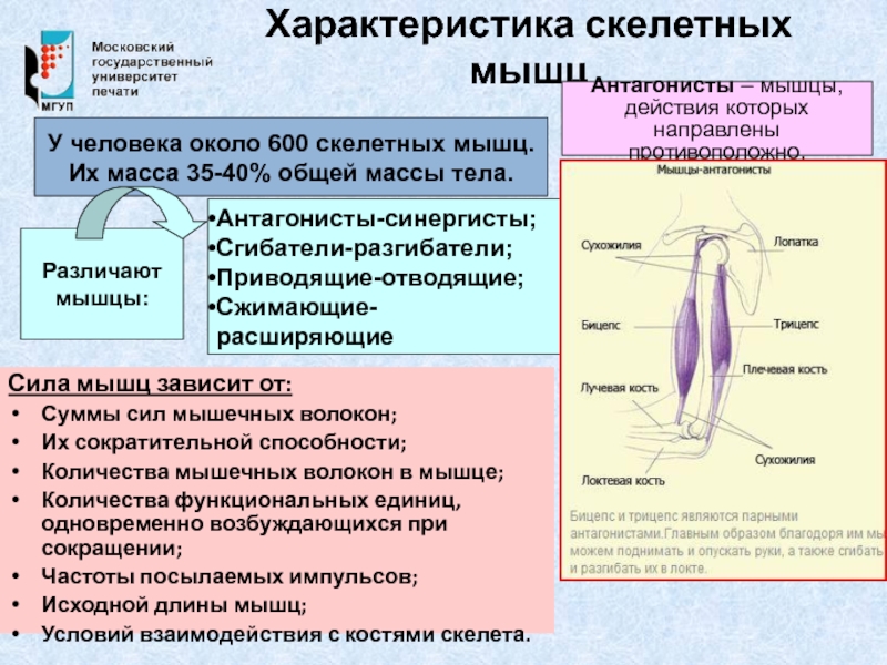 Физиологические свойства скелетных мышц