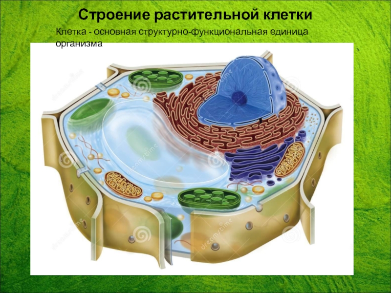 Строение растительной клетки
Клетка - основная структурно-функциональная
