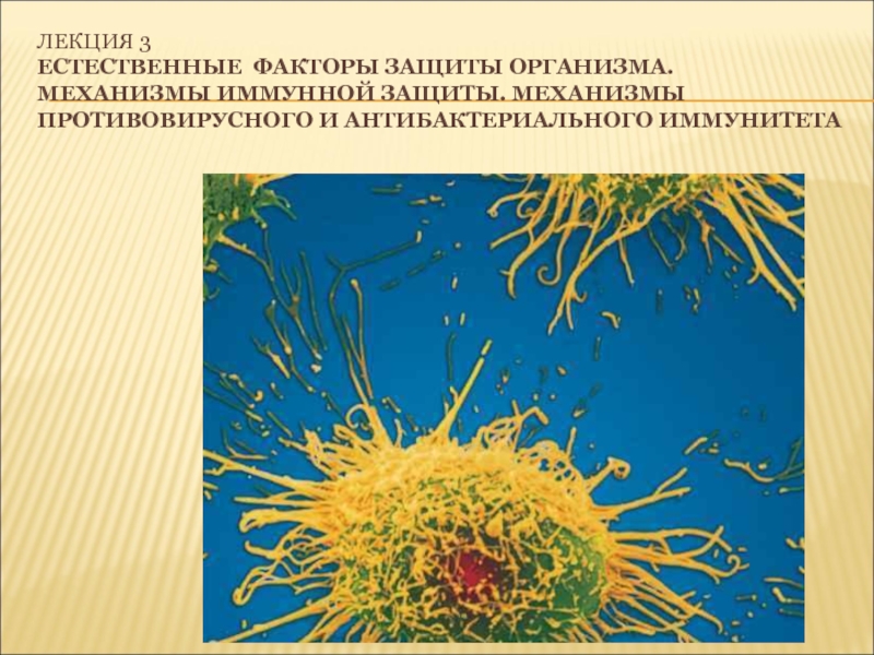 Презентация Лекция 3 Естественные факторы защиты организма. Механизмы иммунной защиты
