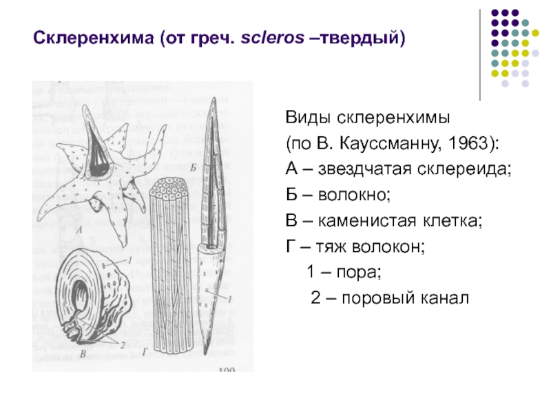 Склеренхима. Склеренхима склереиды и. Склеренхима лубяные волокна каменистые клетки.. Склеренхимные волокна строение. Склеренхима представлена 1 трахеидами 2 склереидами 3 волокнами.