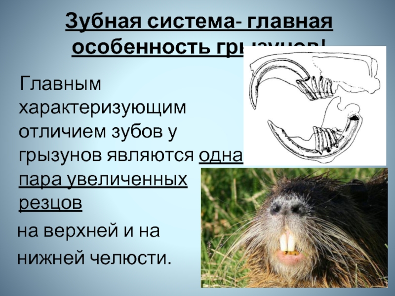 Зубы у млекопитающих выполняют функцию. Зубная система грызунов. Строение зубов грызунов.