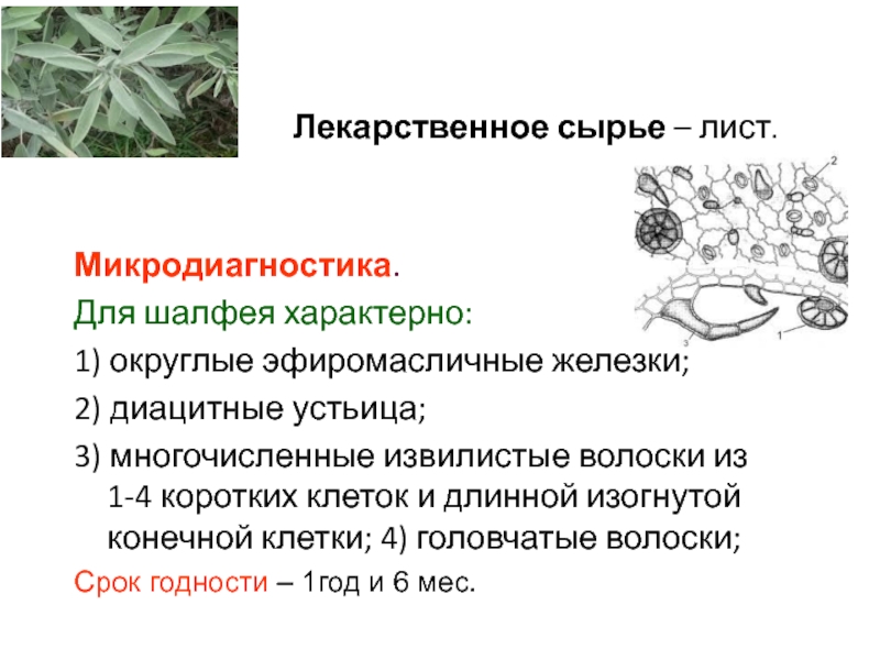 Лекарственное растительное сырье содержащие эфирные масла. Эфирномасличные железки. Эфиромасличное сырье. Эфиромасличные растения. Полевые , лекарственные и эфиромасличные растения.