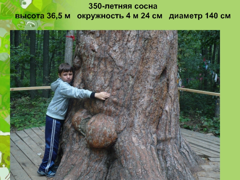 350-летняя соснавысота 36,5 м  окружность 4 м 24 см  диаметр 140 см