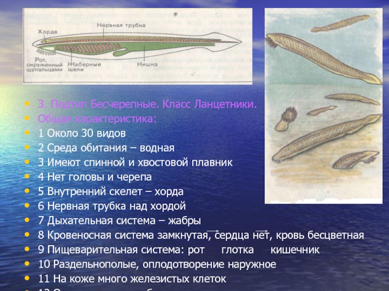 Тип хордовые общая характеристика презентация