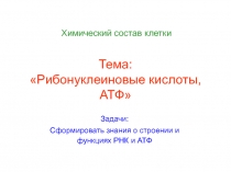 Тема: Рибонуклеиновые кислоты, АТФ