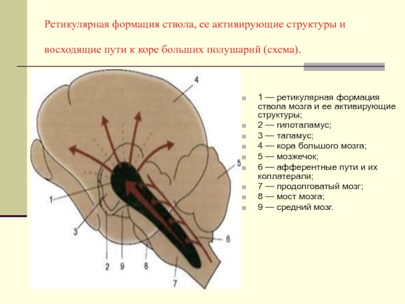 Ретикулярная формация фото