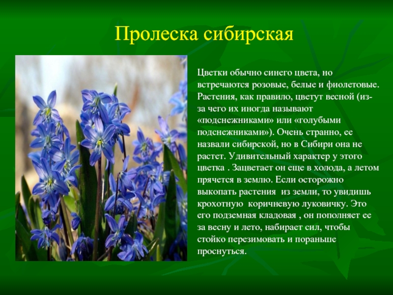 Первоцветы белгородской области фото с названиями и описанием