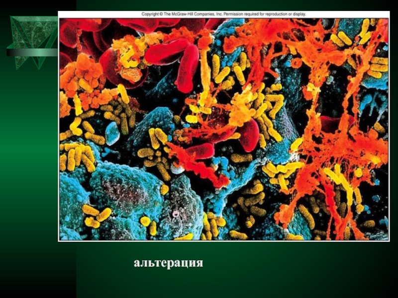 Картина воспаления. Альтерация это в патологии. Альтерация воспаление. Альтерация тканей. Альтерация патанатомия.