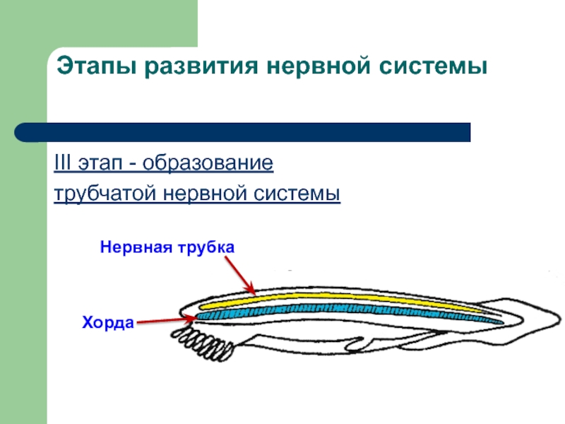 АНАТОМИЯ ЦНС
Лекция 2
Филогенез нервной системы
Онтогенез ЦНС у человека Этапы развития нервной системыIII этап - образование трубчатой нервной системыНервная трубкаХорда Этапы развития нервной системыIII этап - образование трубчатой нервной системыНервная трубкаХорда