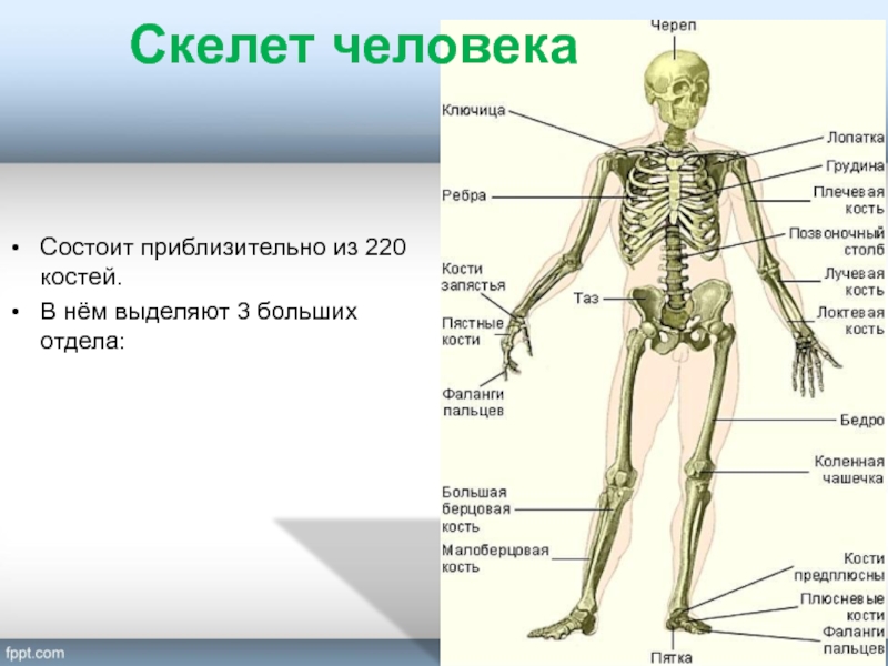 Через сколько костей