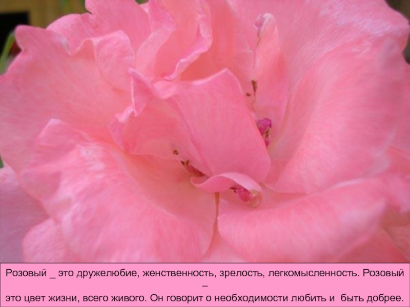 Розовый _ это дружелюбие, женственность, зрелость, легкомысленность. Розовый –это цвет жизни, всего живого. Он говорит о необходимости