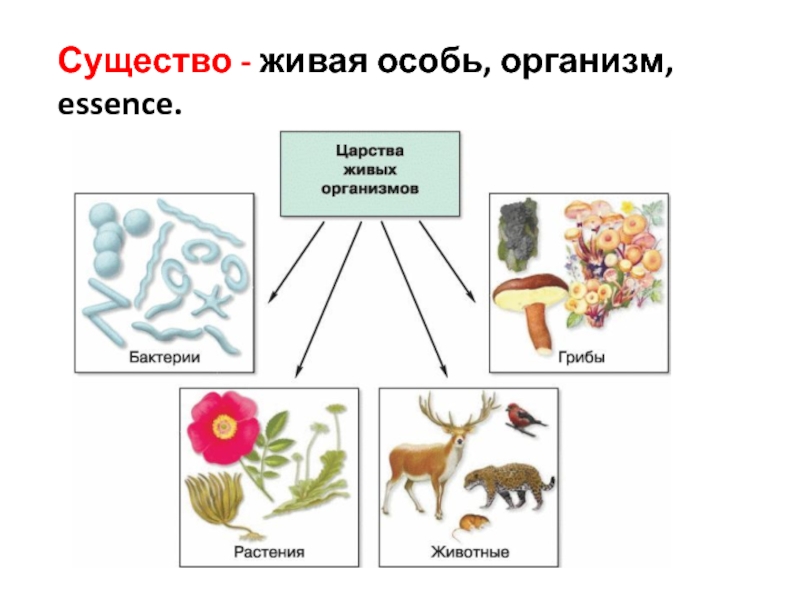 Особь организм