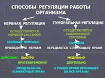 C ПОСОБЫ РЕГУЛЯЦИИ РАБОТЫ ОРГАНИЗМА
НЕРВНАЯ РЕГУЛЯЦИЯ
ГУМОРАЛЬНАЯ