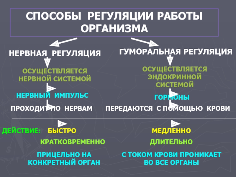 Гуморальная регуляция 6 класс биология презентация