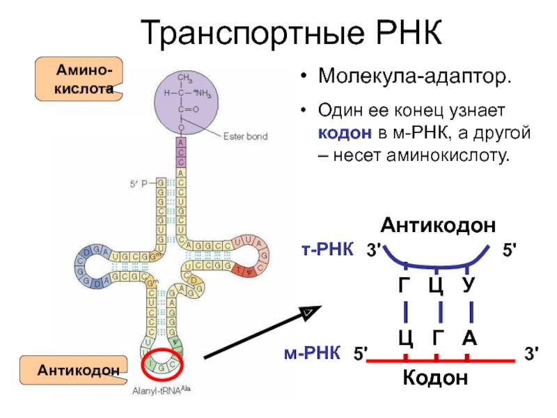 Формирование рнк. Синтез т РНК трансляция. Строение ТРНК трансляция. ТРНК трансляция схема. ДНК, МРНК, ТРНК, аминокислоты.