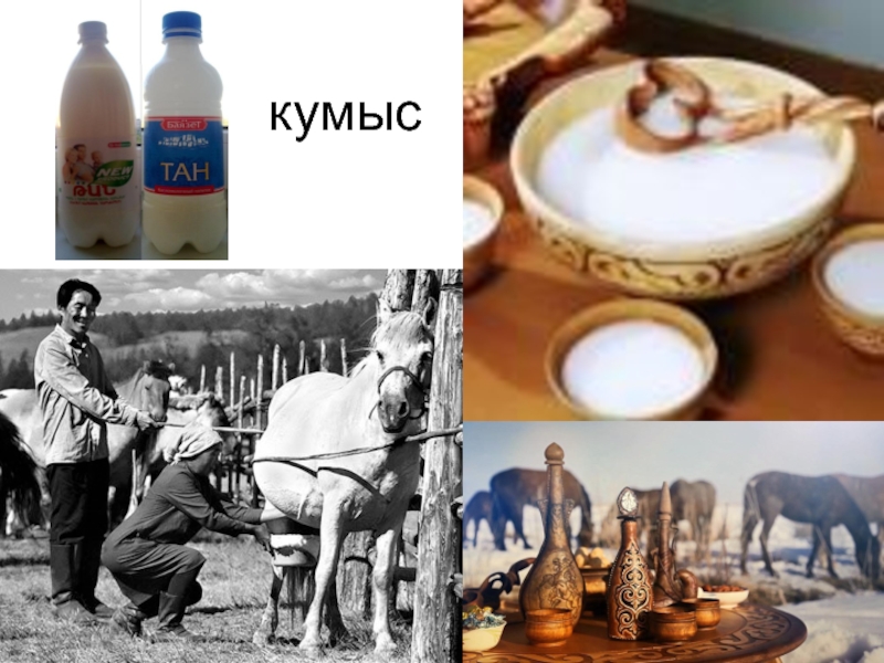 Молоко занявшее первое место. Кумыс. Кумыс национальный напиток. Кумыс национальный напиток казахов. Лошадь молоко кумыс.