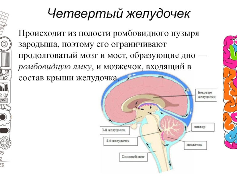 Желудочек это. 4 Желудочек ромбовидного мозга. Полость ромбовидного мозга. Четвертый желудочек является полостью мозга. Назовите полость ромбовидного мозга..