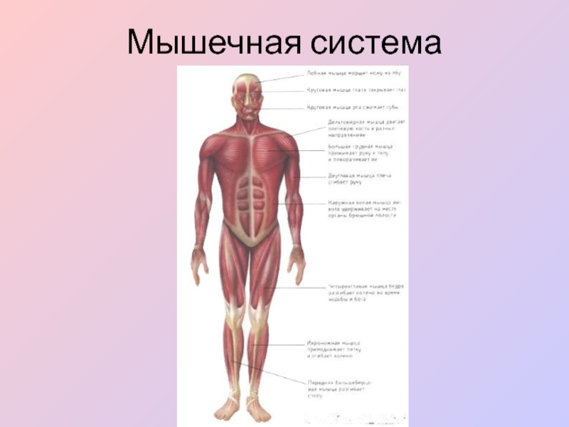 Мышечная система человека презентация