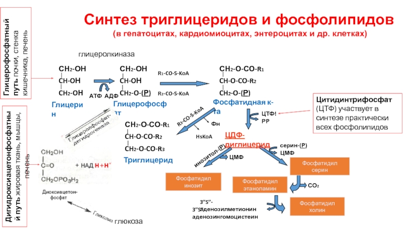 Рост синтез